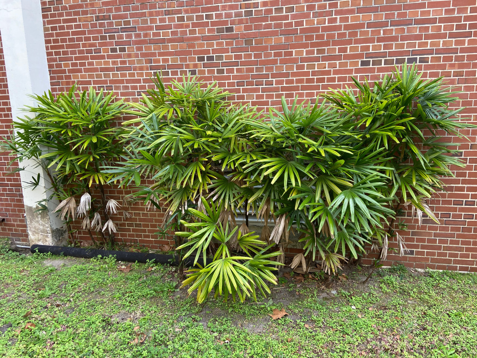 Rhapis excelsa Seeds. Lady Palm. Cold-Hardy!