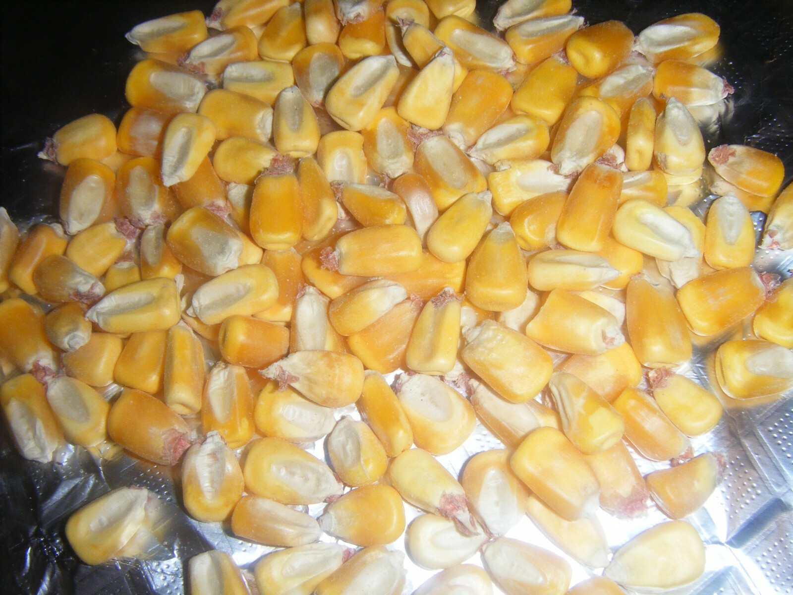 200 Hickory King Yellow Heirloom Corn Seeds Roasting Ears Grow in Yard or Garden