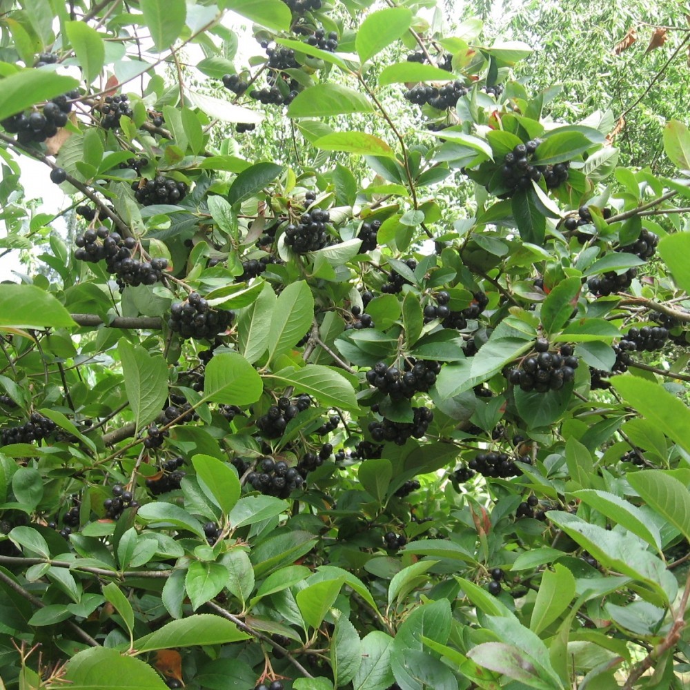 BLACK CHOKEBERRY Aronia Melanocarpa 20,30,50,100 SEEDS