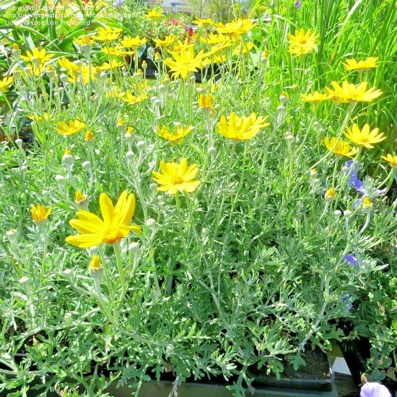301+OREGON SUNSHINE Seeds Wooley Sunflower Native Wildflower Drought Poor Soils