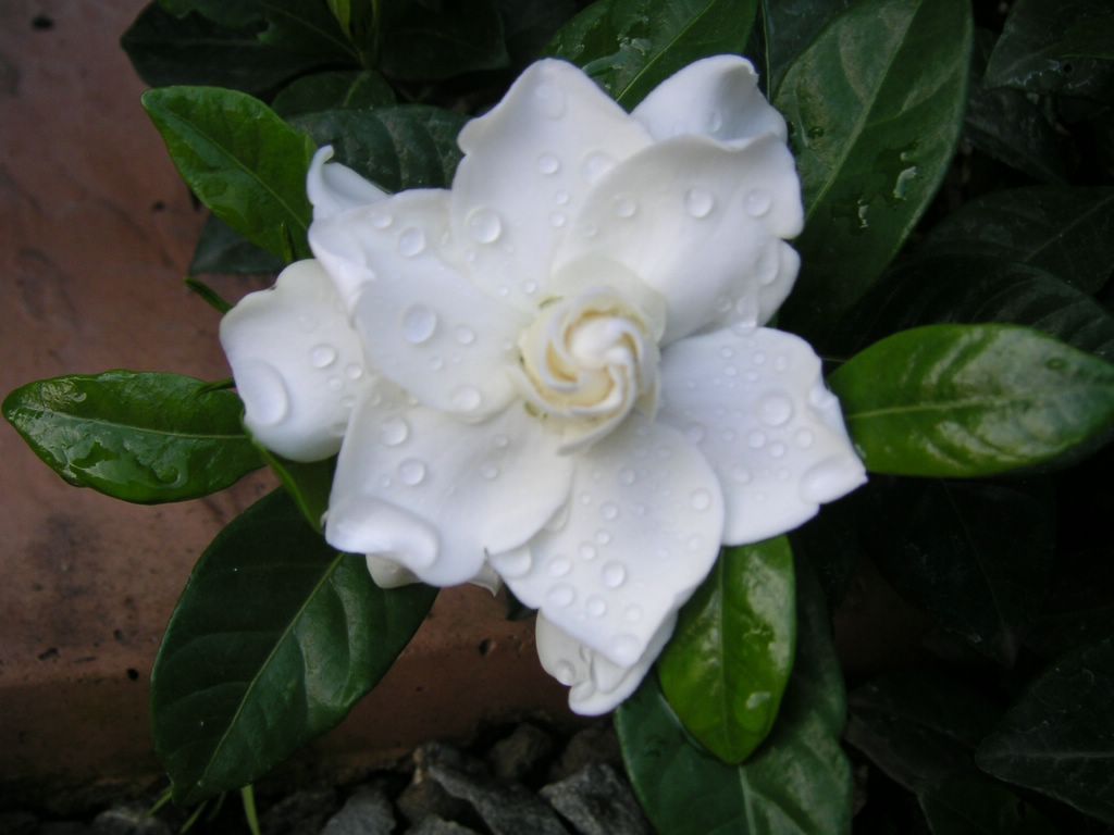 Gardenia jasminoides Chuck Hayes HARDY GARDENIA Seeds!