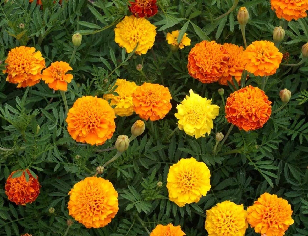 200 MIXED ORANGE AND YELLOW CRACKERJACK MARIGOLD SEEDS ORGANIC NON GMO BIG BLOOM