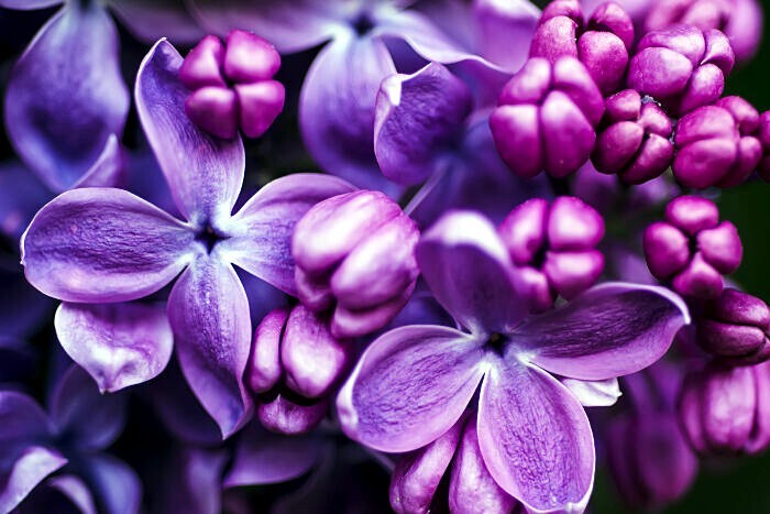 20 Common Lilac Purple Flower Tree Seeds Fragrant Hardy Perennial Garden Plant