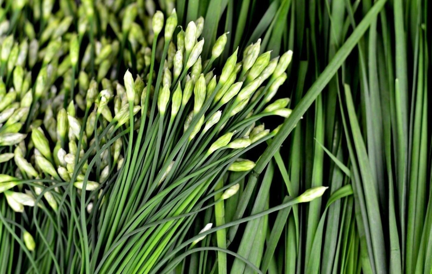 25 Organics Garlic Chive Live Plants Bare Roots Hardy Perennial Herb Jiu Cai USA