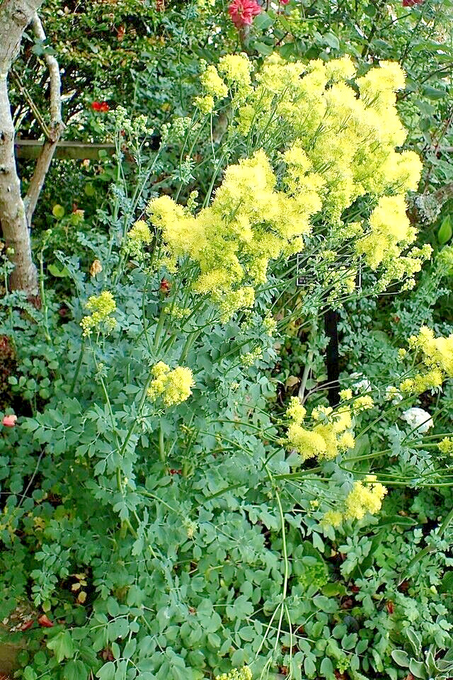 Foamy meadowrue 30 seeds, Thalictrum Isopyroides, hardy perennial yellow flowers