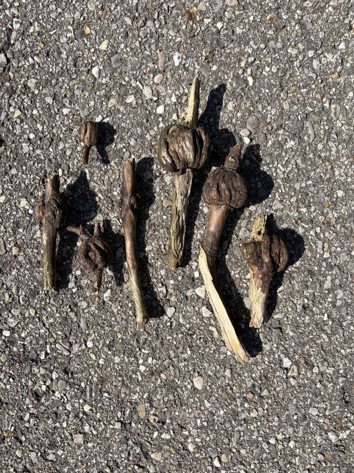 Brown Dried Pine Gall balls, Lot of 7, used for crafts/carving wooden mushrooms