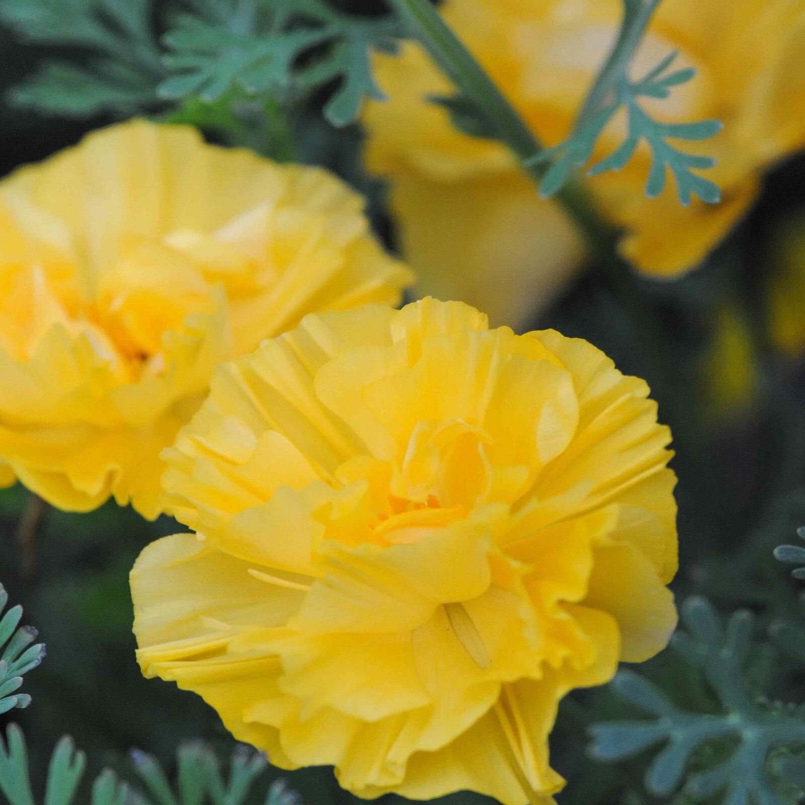 Eschscholzia, California poppy, Double yellow 25 seeds