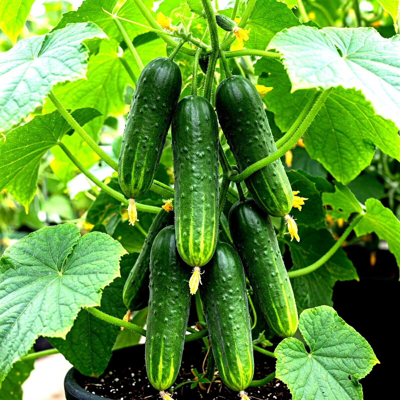 100 CUCUMBER SEEDS STRAIGHT EIGHT VEGETABLE SPRING HEIRLOOM GARDEN AWARD WINNER