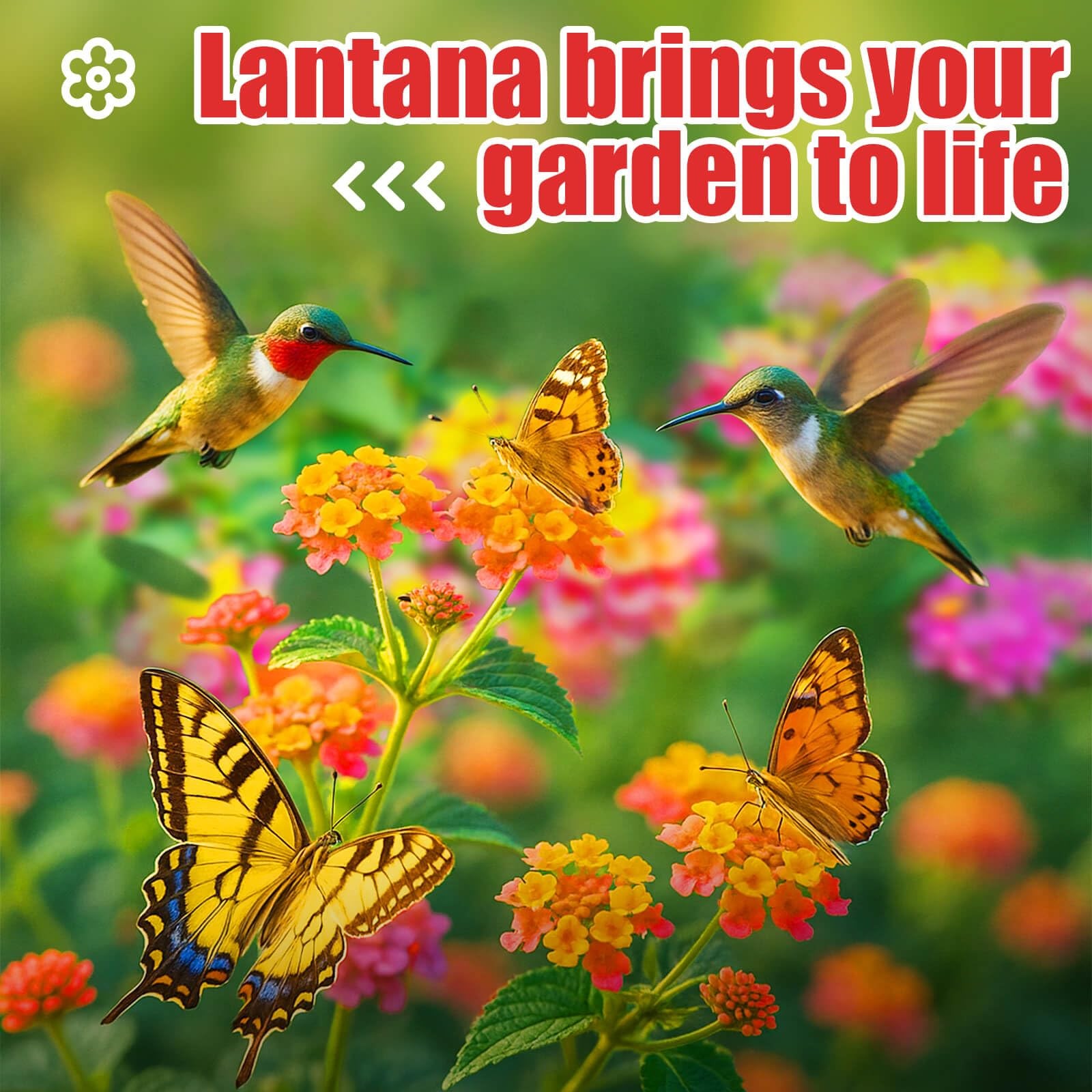 900+ Lantana Flower Seeds – Mixed Colors | Heat & Drought-Tolerant, Easy to G…