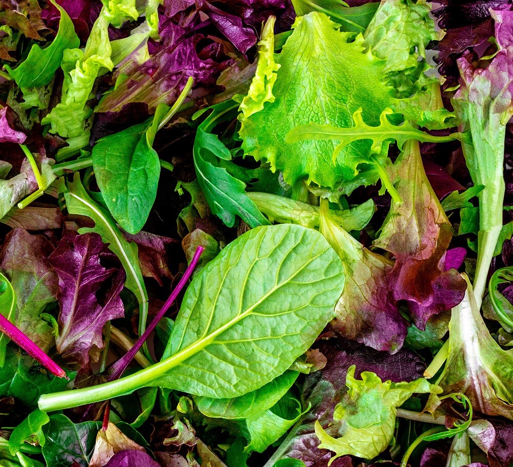 Lettuce Seeds – High Yielding Heirloom Non-GMO, Free Shipping, Mesclun Mix