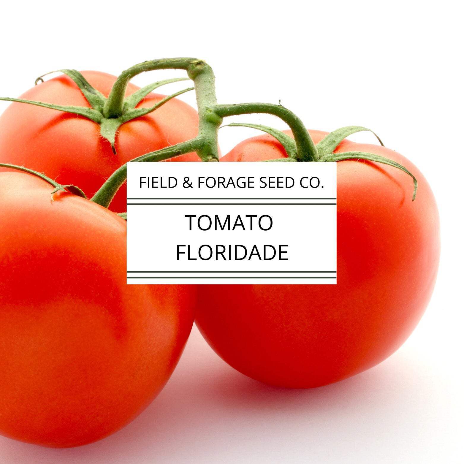 Tomato Floridade | Heat-Tolerant Heirloom | Non-GMO | 300 Seeds