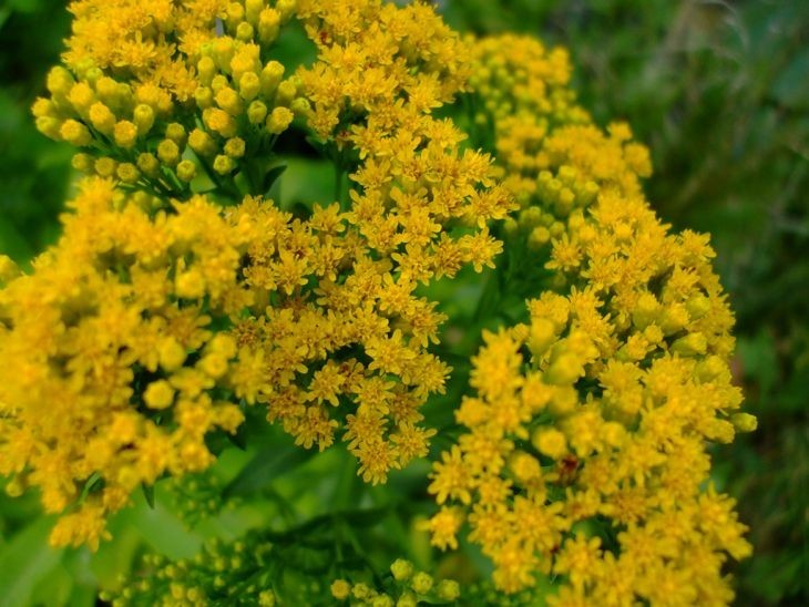 Ohio Goldenrod Seeds | Midwest Flora