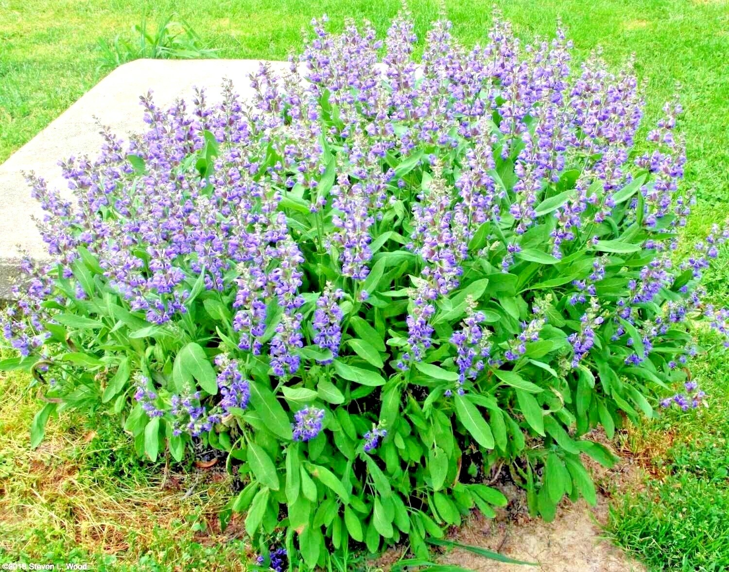 201+CULINARY Broadleaf SAGE Seeds Organic Native Herb Garden Container Flowering