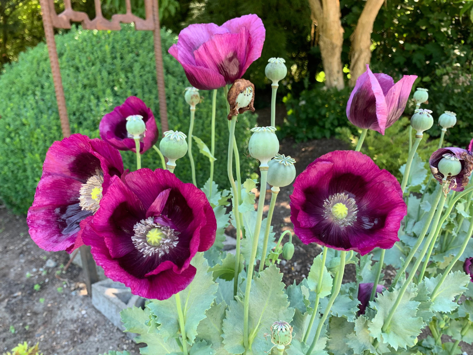 500 Fresh Lauren’s Grape Poppy Seeds – P. Somniferum – 91% Germination Rate