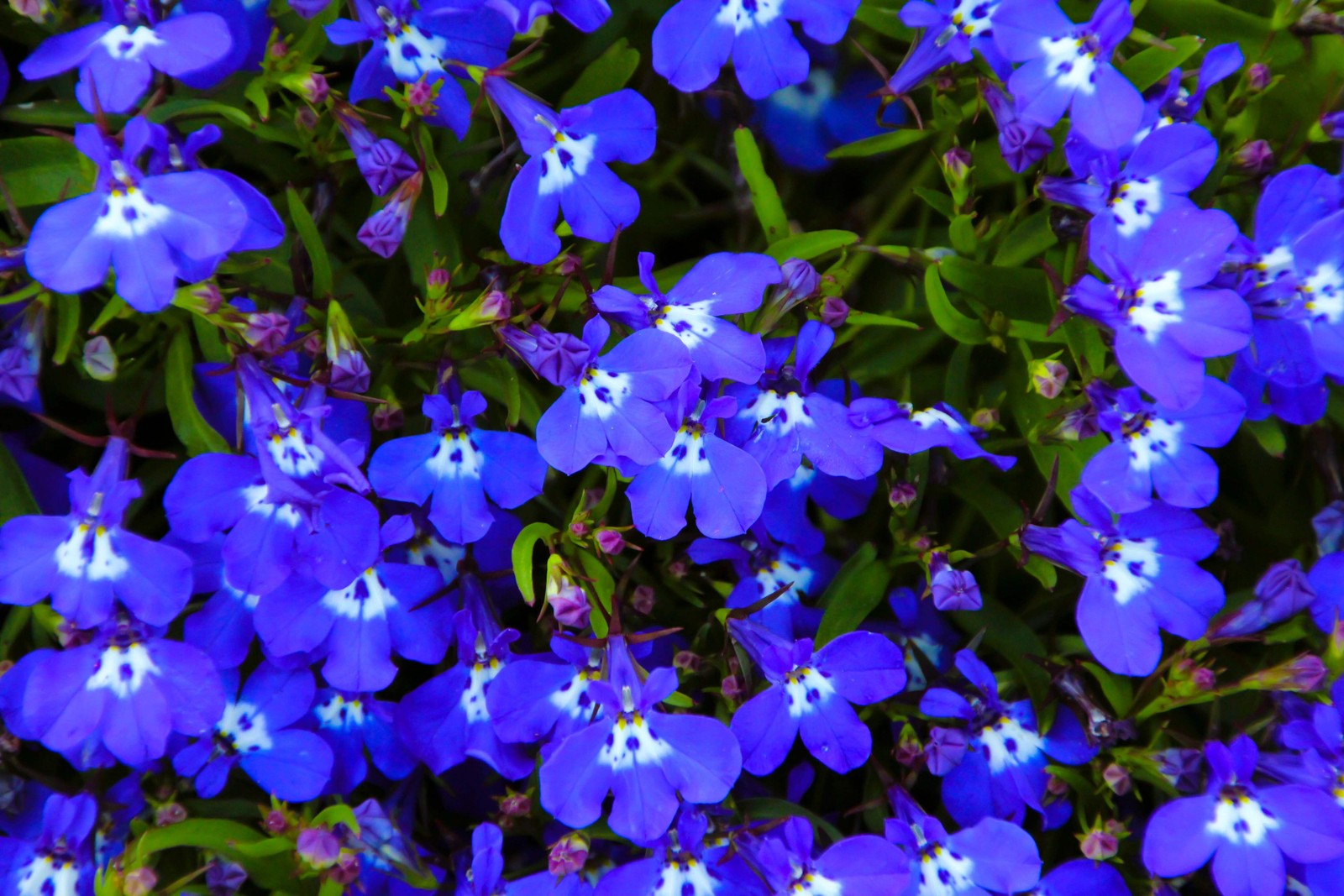 200 BLUE & WHITE HALF MOON LOBELIA Erinus Flower Seeds *Comb S/H