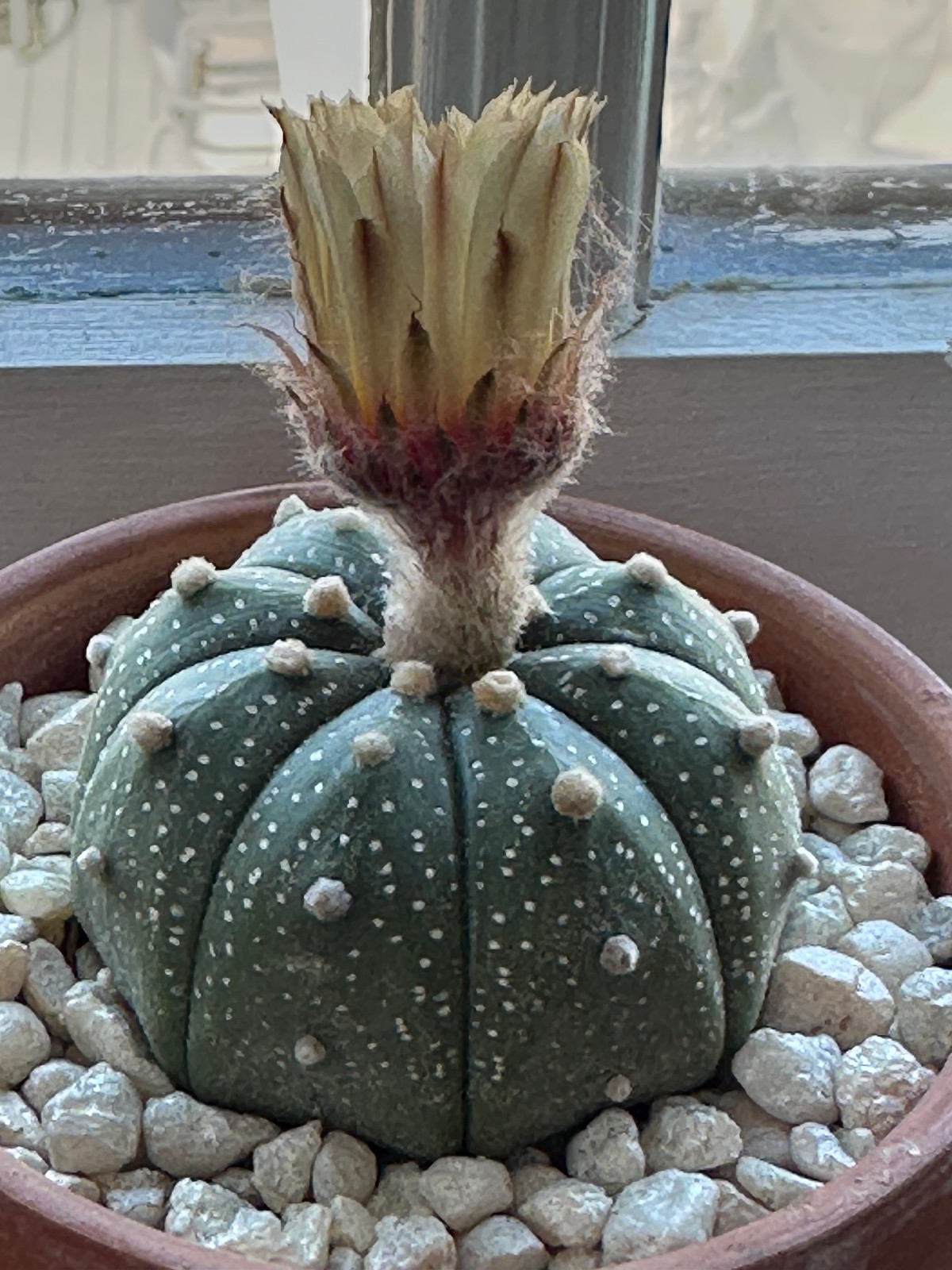 Astrophytum Asterias Live Sand Dollar Cactus in 3.5″ pot FREE SHIPPING