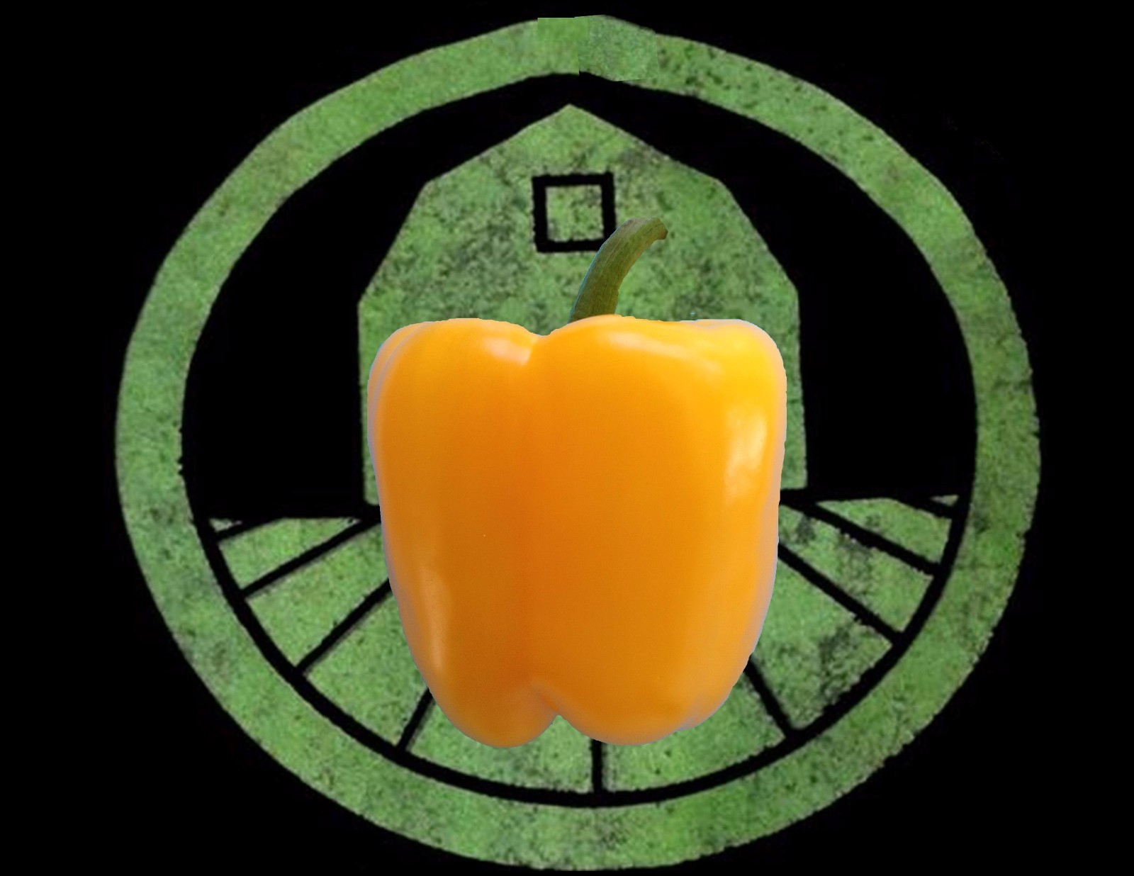 10+ Large Yellow Bell Pepper Seeds (chili, chile)