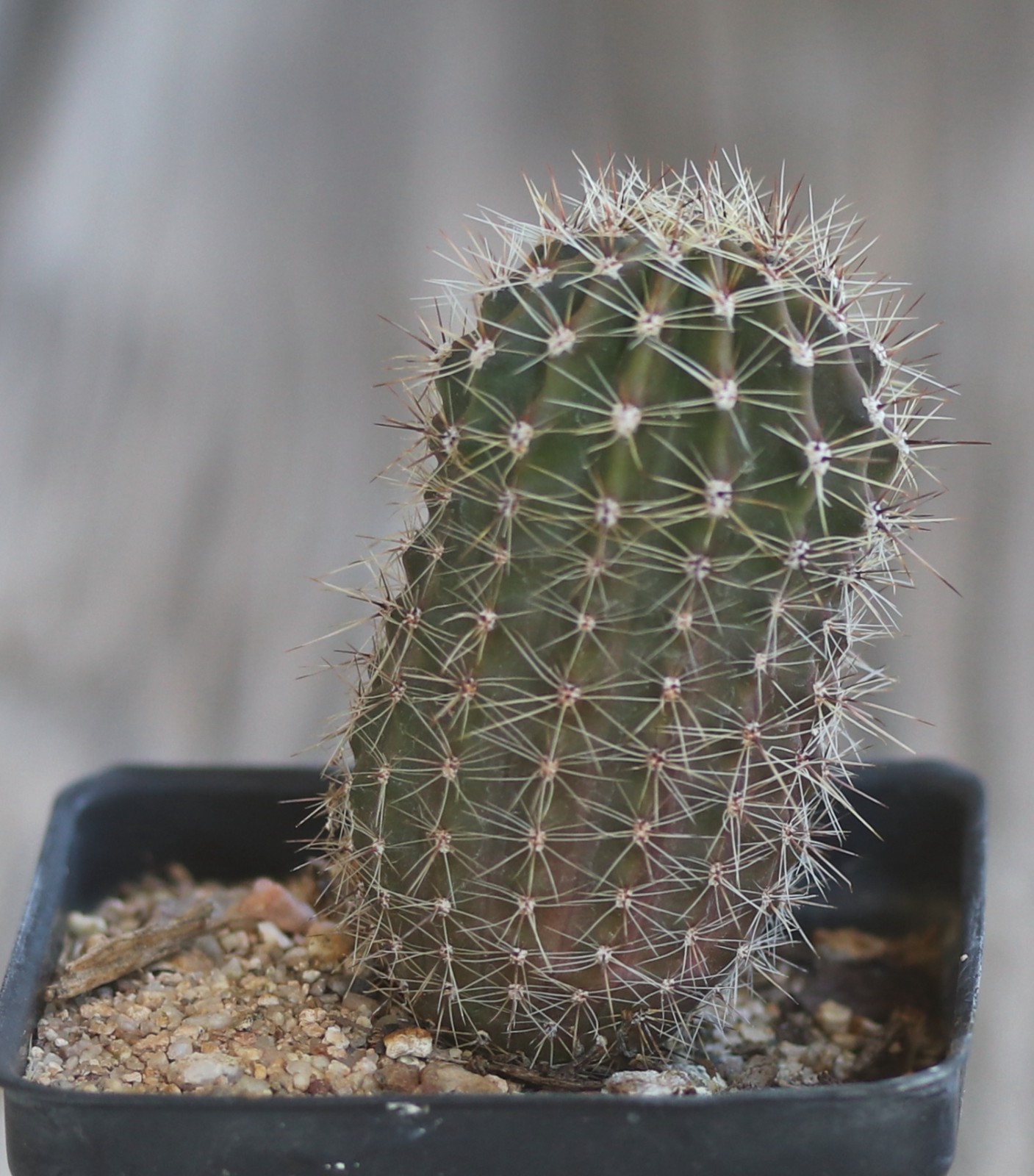 Echinopsis hybrid ‘Arizona Sun’