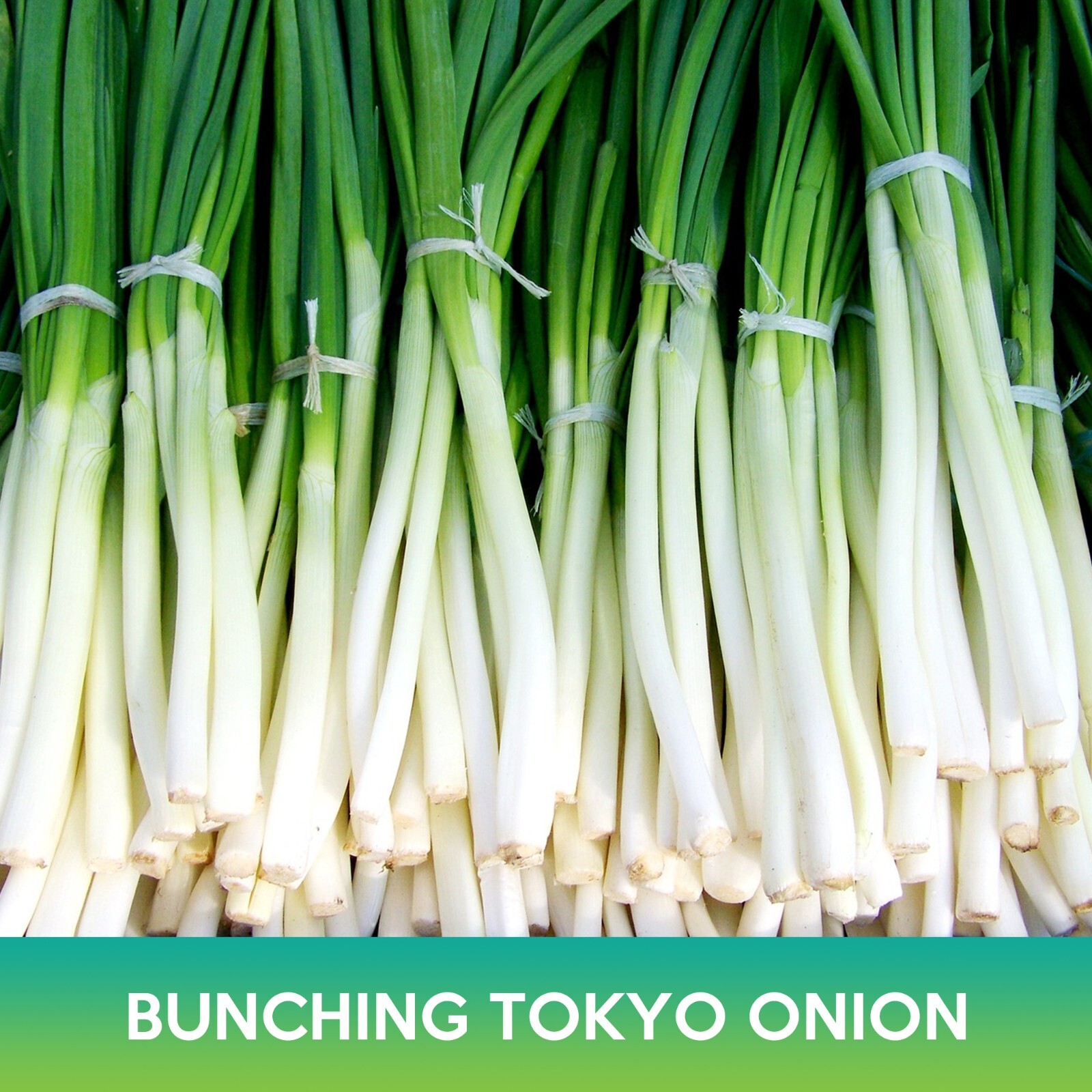 Long White Bunching Tokyo Onion Seeds, Welsh Onion, Allium fistulosum