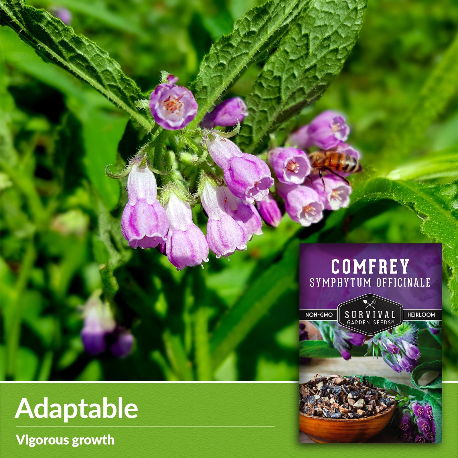 Comfrey Seeds for Planting Symphytum Officinale Medicinal Perennial Herb for…