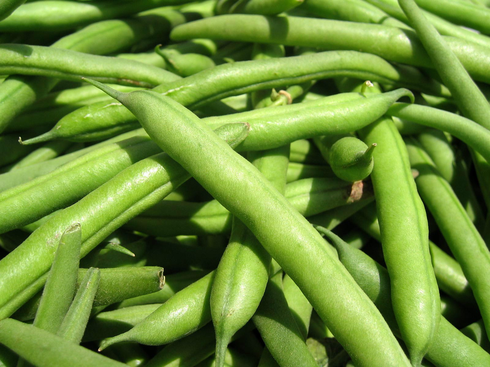 Green Bean Seed: Jade Green Bean Seeds Fresh Seed, FREE Shipping