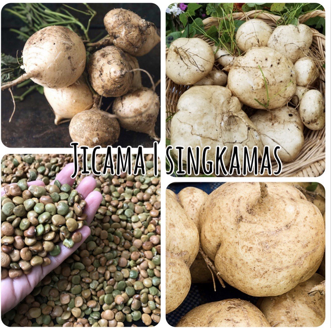 20 SEEDS Jicama | Singkamas | Yam Bean | NON-GMO