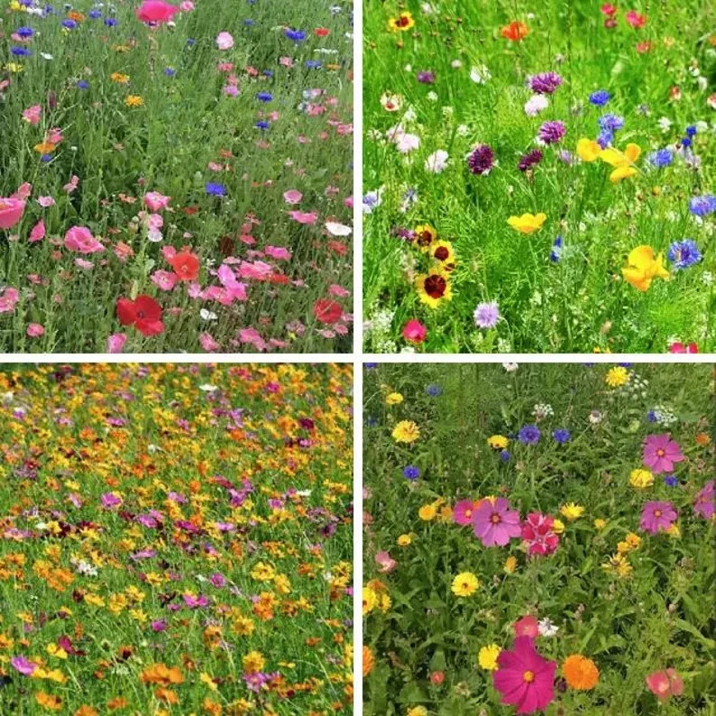 200 Spring into Summer Wildflower Seed Mix. Organic. USA Seeds. Ships free