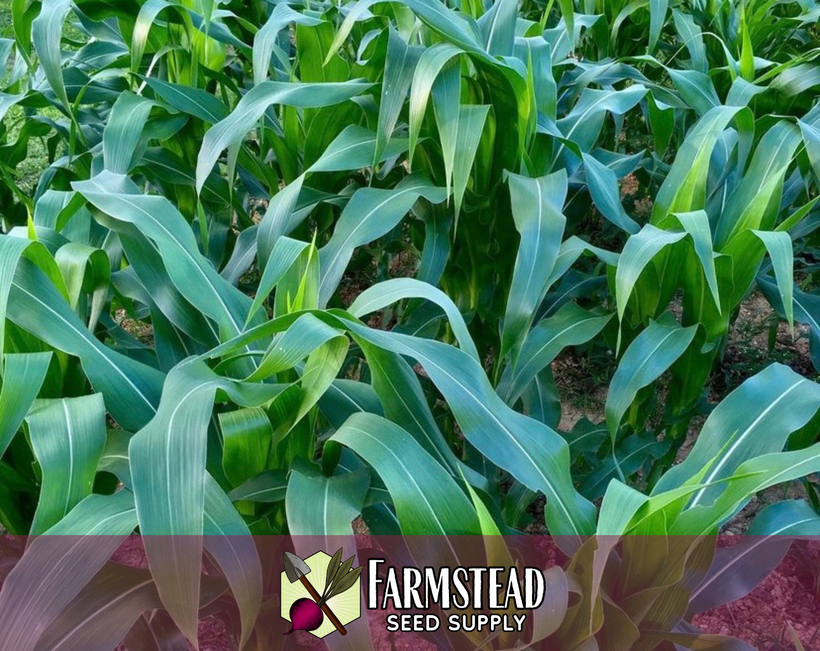 130+ Sweet Corn Seeds [Country Gentleman] Vegetable Gardening, Heirloom, Non-GMO