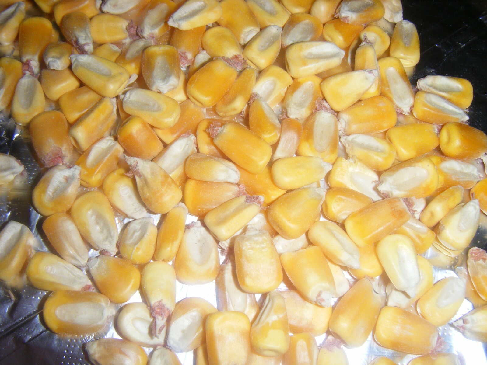 200 Hickory King Yellow Heirloom Corn Seeds Roasting Ears Grow in Yard or Garden