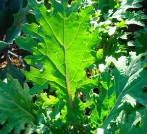 Ohio Heirloom Red Russian Kale Seeds – 85% Germination, Non-GMO, 500+ Seeds