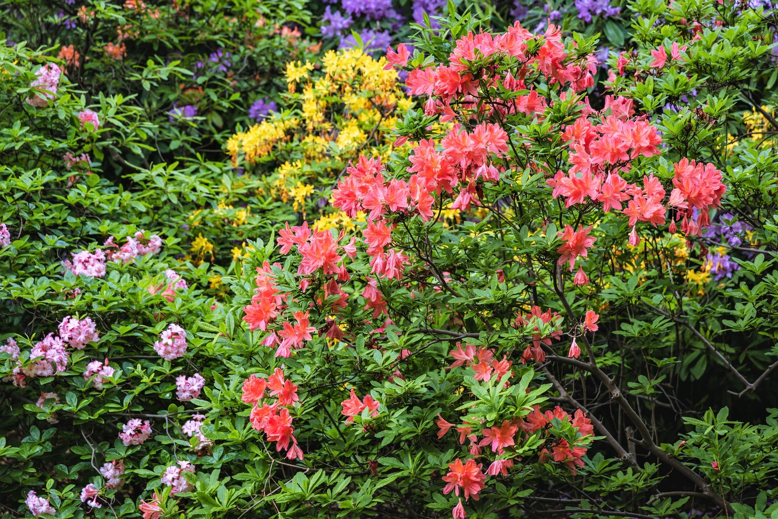 50 MIXED HYBRIDS RHODODENDRON spp Mixed Colors Flower Sun Shade Bush Shrub Seeds