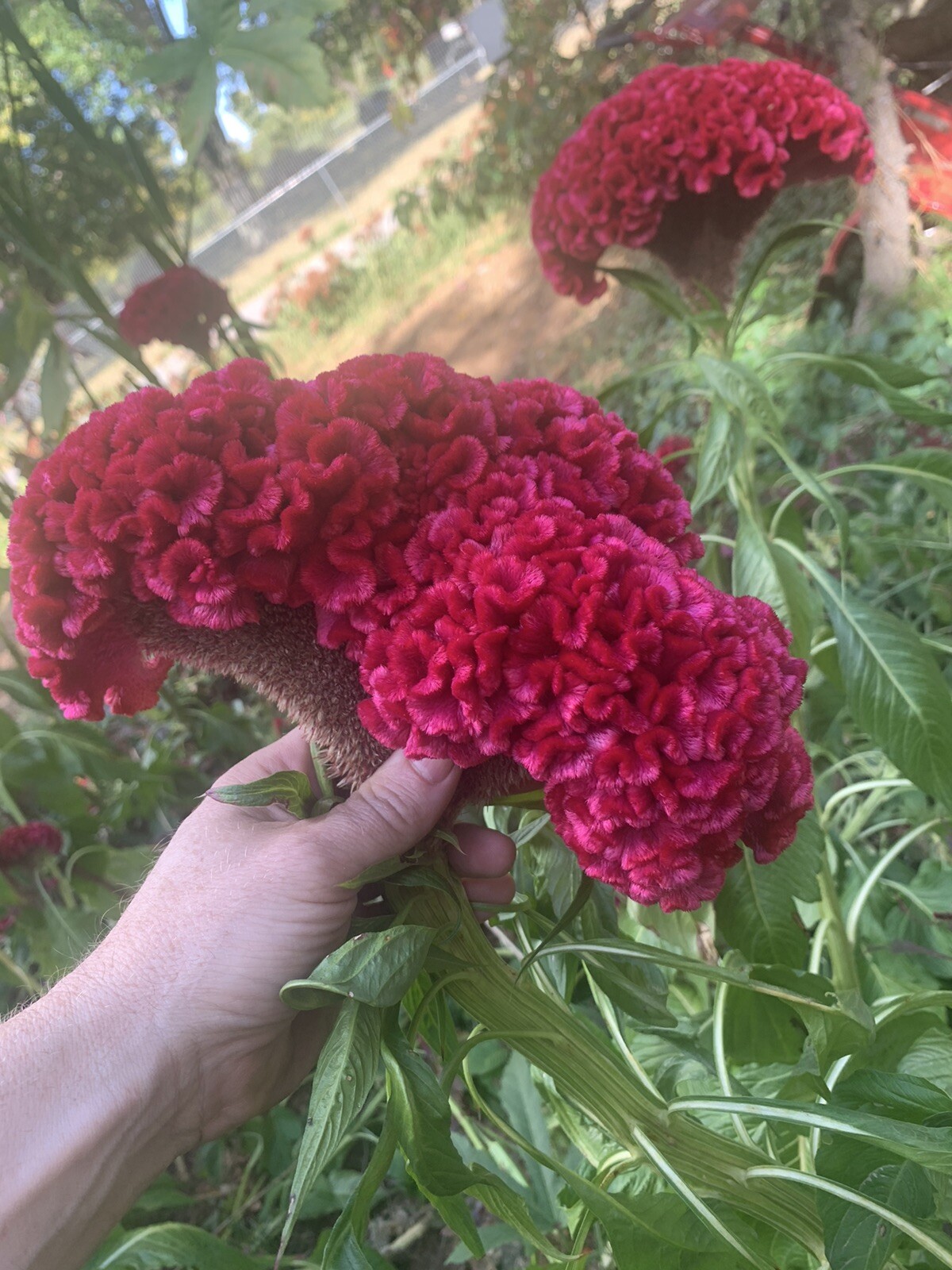 Celosia CRISTATA Mixed Cockscomb Dried Flowers Cutflowers Non-GMO 100 Seeds!