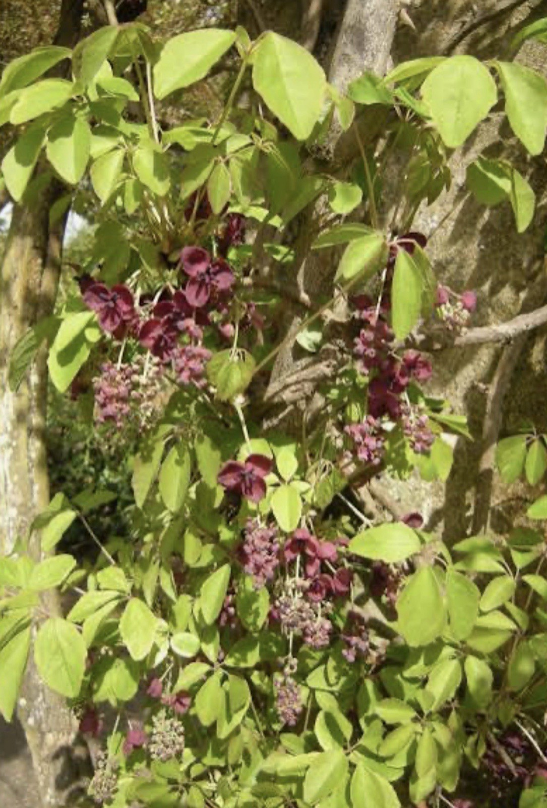 Chocolate Vine Akebia quinata SMALL Rooted Starter Plant-Chocolate Scented Bloom