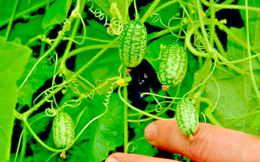 15 Mexican miniature watermelon Seeds – Melothria scabra