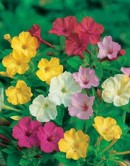 35 SEEDS – four o’clock MIXED FOUR O CLOCKS GroCo USA – BUY ANY 15 – SHIPS FREE