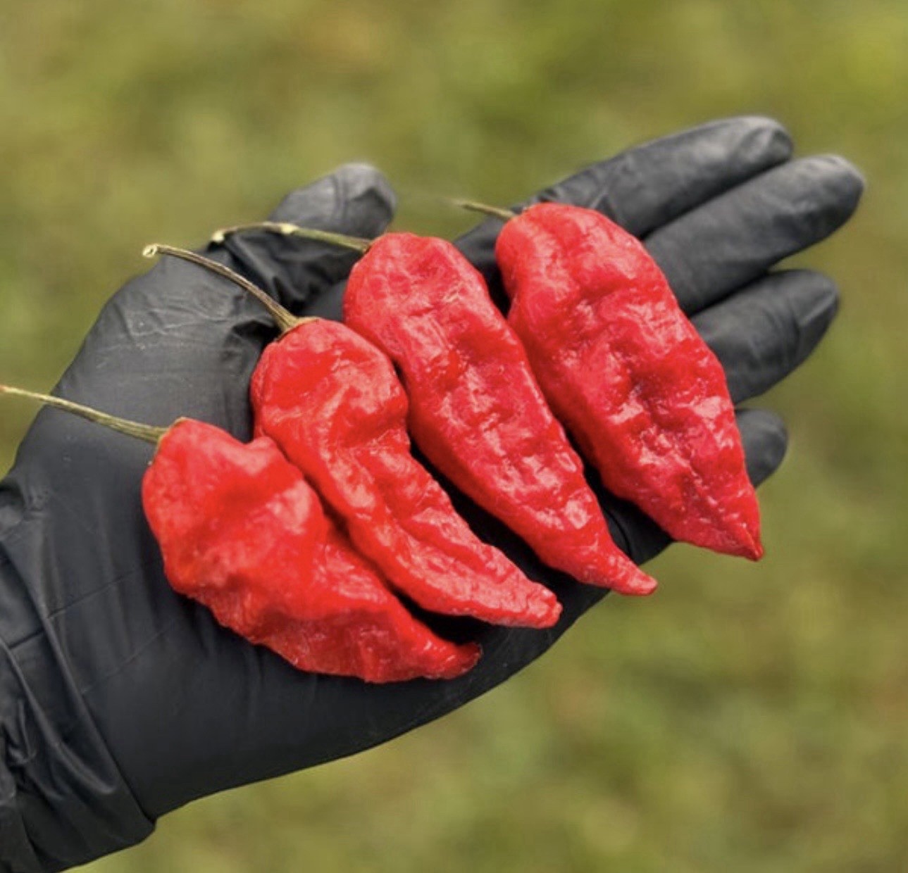 5 Pepper Plants Per Container!! Ready To Ship. All Types!! Epic, Popular, Rare!