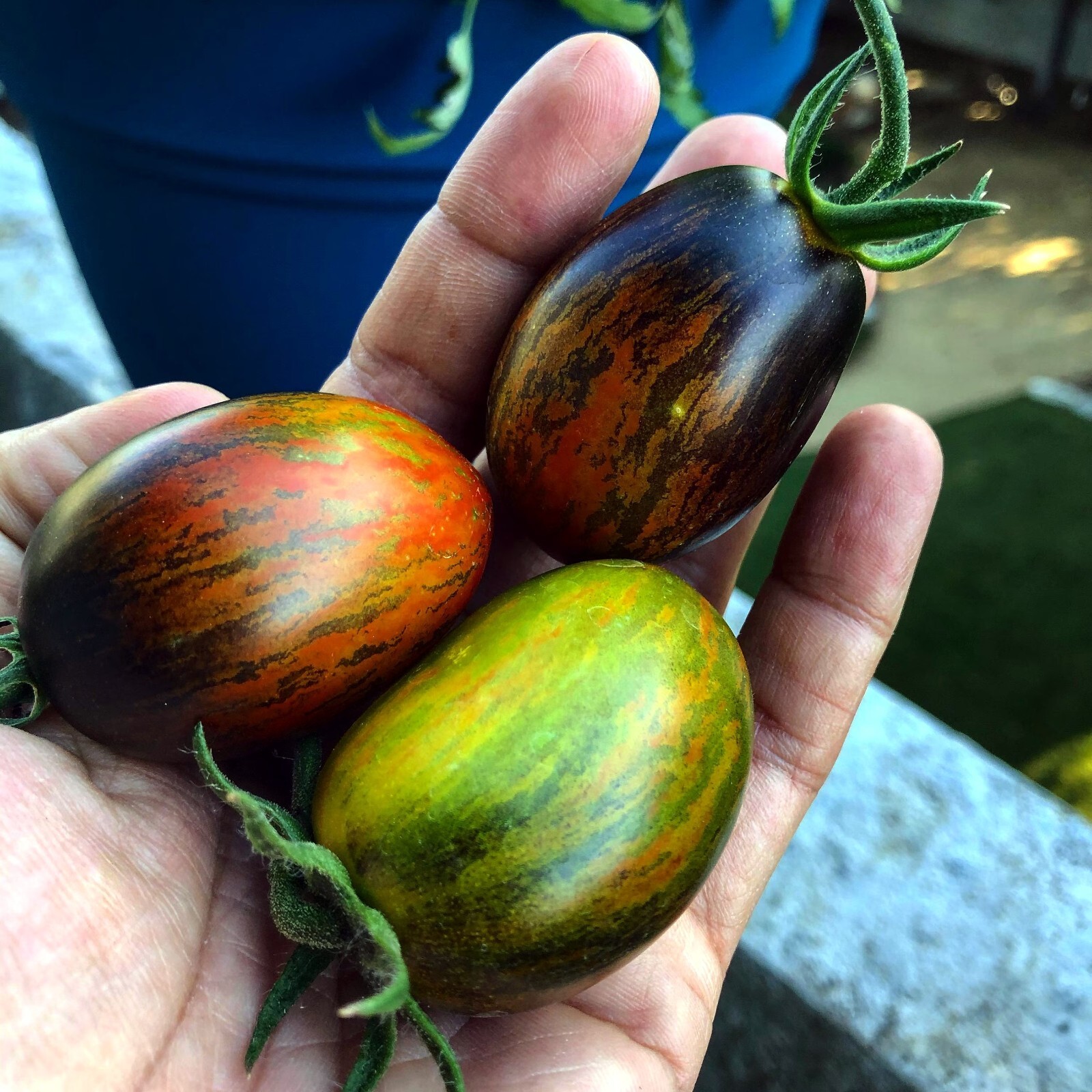 Brad’s Atomic Grape Tomato Seeds (Solanum lycopersicum) RARE Heirloom NON GMO