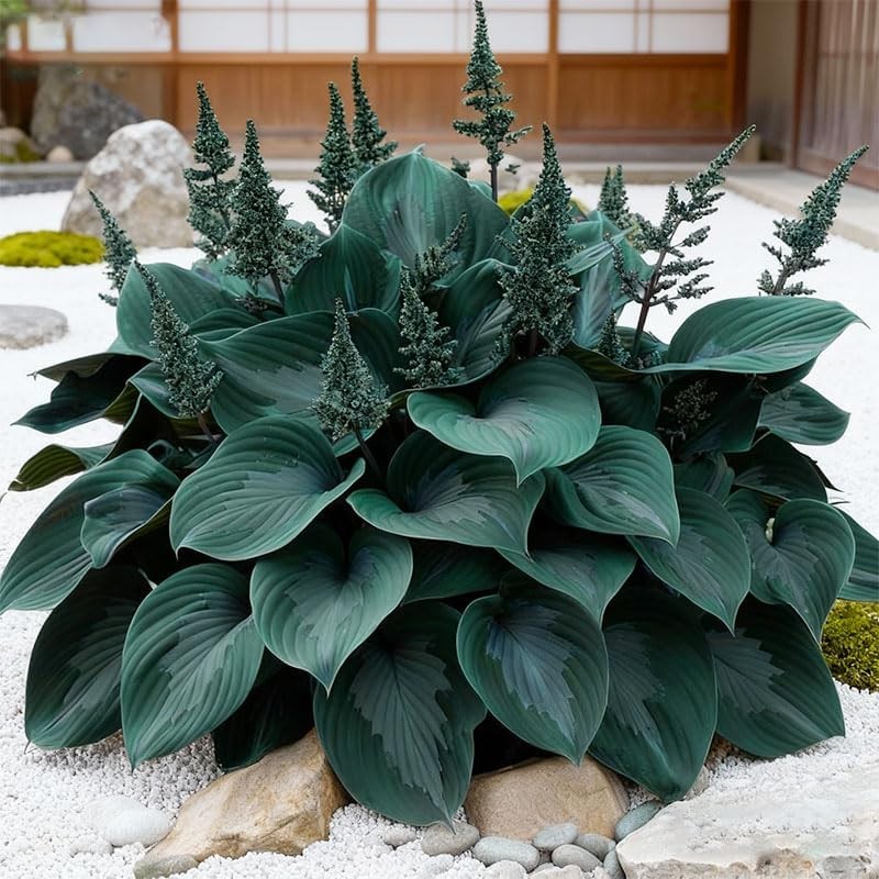 170+ Mixed Hosta Seeds for Perennial Shade Garden Planting
