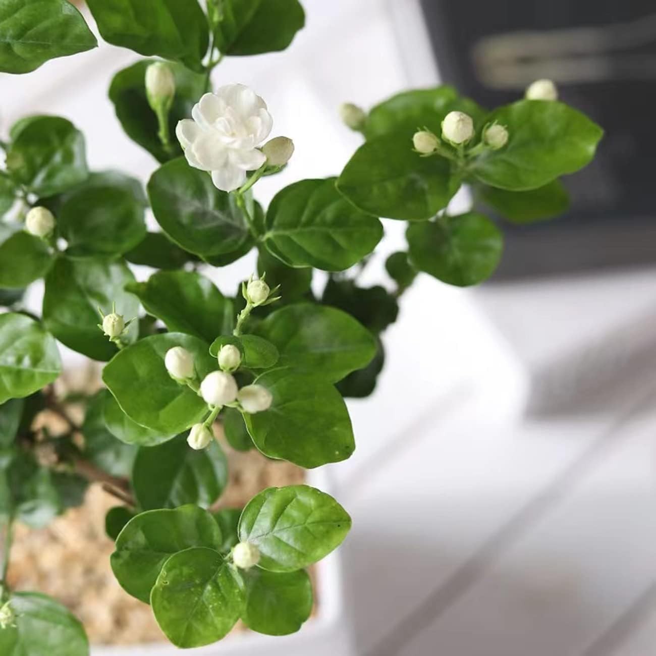 Evergreen Climbing Jasmine Flower Seeds – 100+ for All-Season Garden Elegance