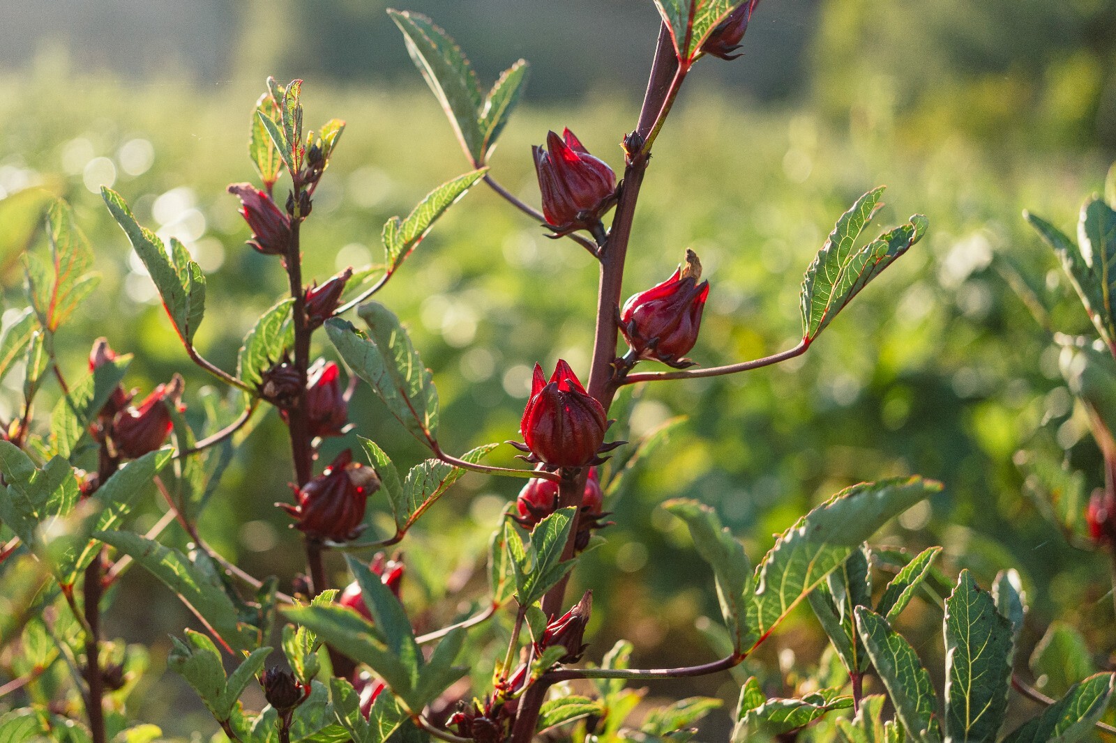 Hibiscus sabdariffa Seeds, Red Roselle BULK SEED SIZE, Certified Organic Non-GMO
