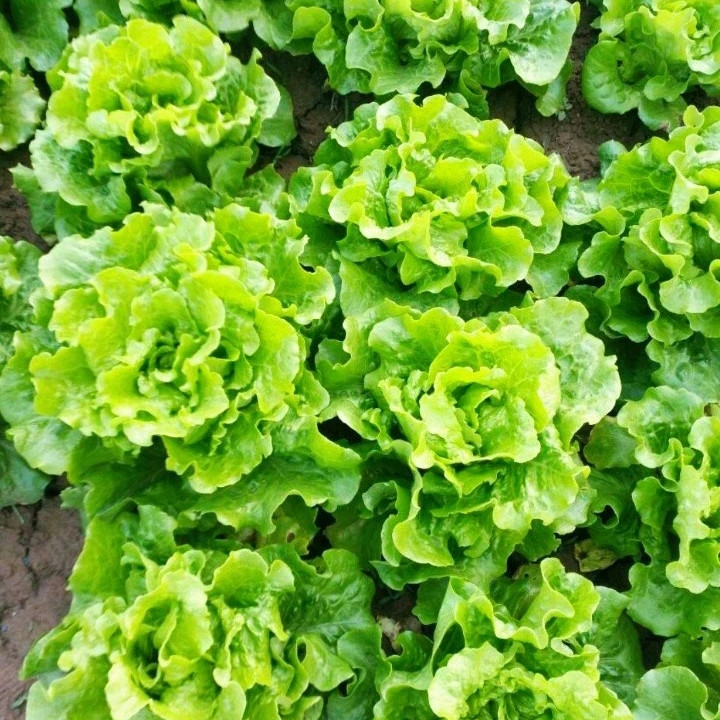 Lettuce -Atlas Shinny