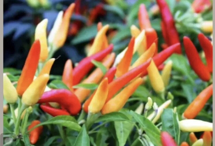 50 Hot Thai Pepper Seeds – Organic Grown- Ớt Hiểm