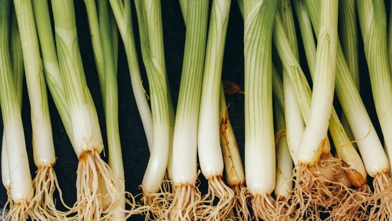 15 Lemongrass Stalks/Plugs – Live Organic Cymbopogon Plant,Rooted Lemon Grass