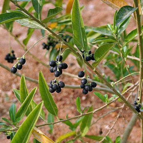 Cestrum diurnum | China Berry | White Chocolate Cestrum | 5 Seeds