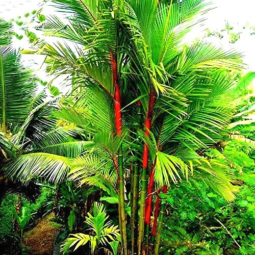 20 RED SEALING WAX “LIPSTICK” PALM TREE SEEDS (Cyrtostachys renda) House Plant