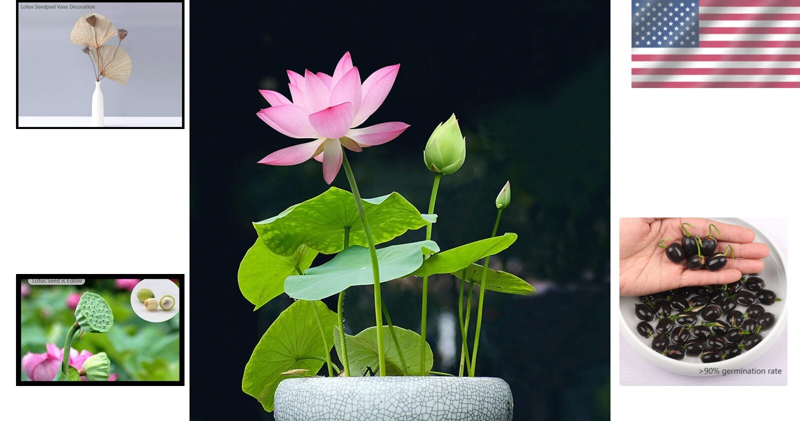 Lotus Flower Seeds White/Pink Mix 12pcs Aquatic Indoor/Outdoor Water Purifier