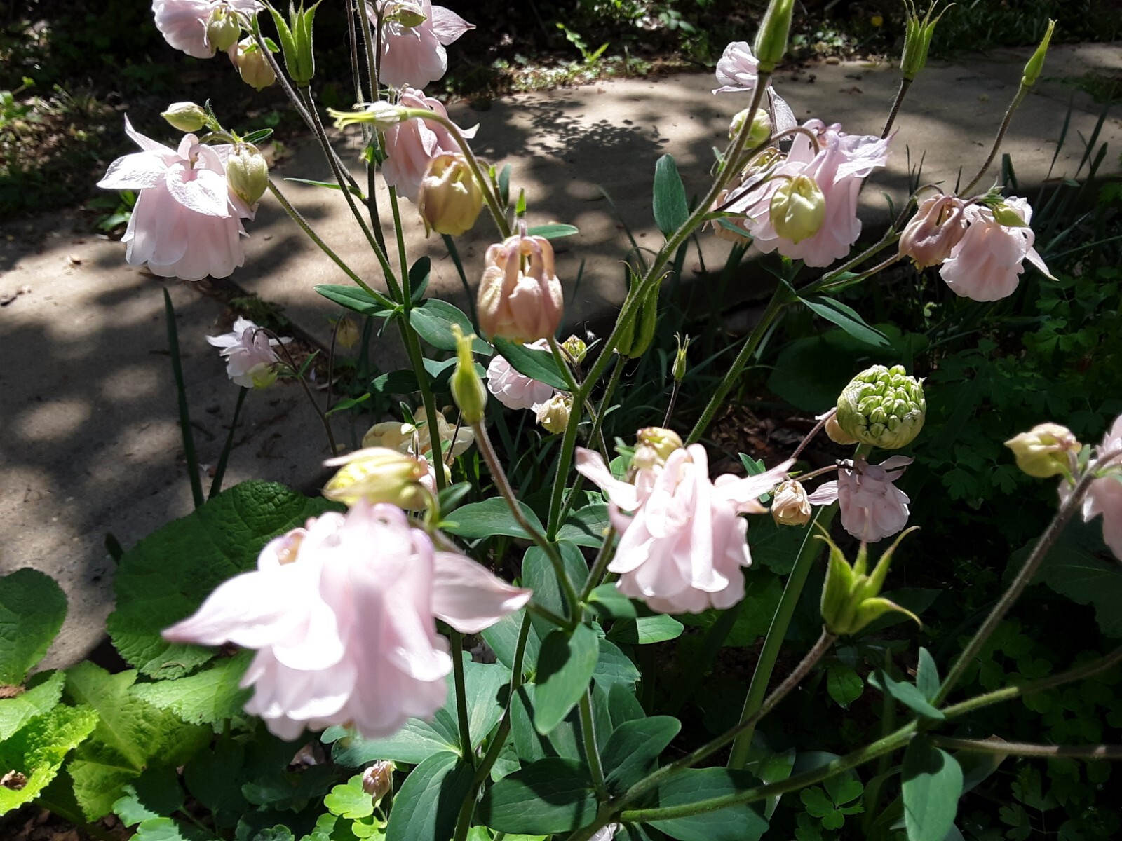 100+ Rare Light Pink Multi Layer Columbine Perennial Flower Seeds.