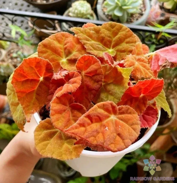 25+ Autumn Ember Begonia Seeds for Garden Planting – USA – FREE SHIPPING!