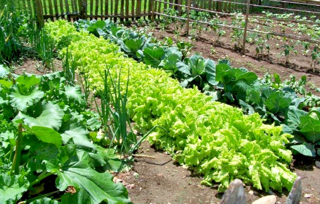 HEIRLOOM Survival Kit Perfect Vegetable Garden Save Seeds 5 Varieties PLANT NOW!