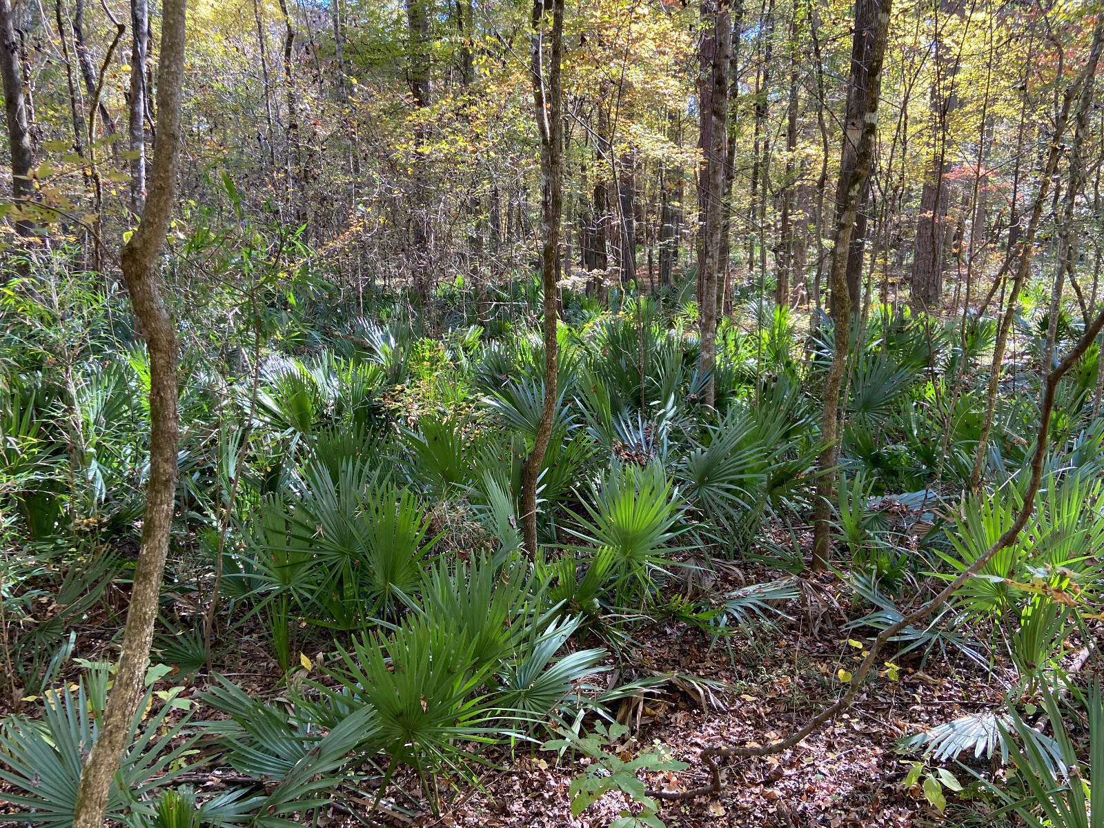 Sabal minor Seeds – Dwarf Palmetto